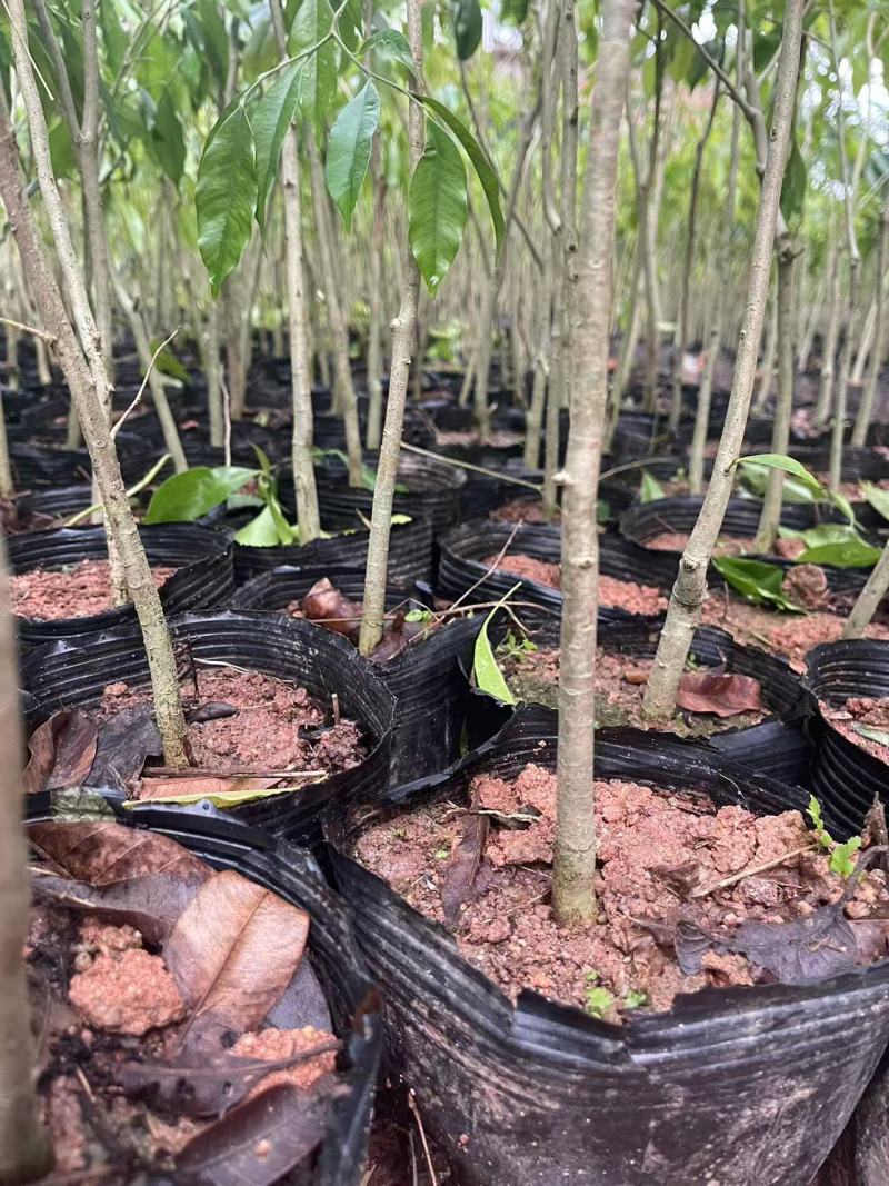 广西沉香苗苗圃一手货源直发可视频看货提供技术指导欢迎来电