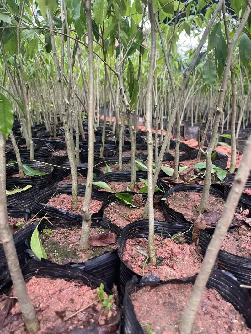 广西沉香苗苗圃一手货源直发可视频看货提供技术指导欢迎来电