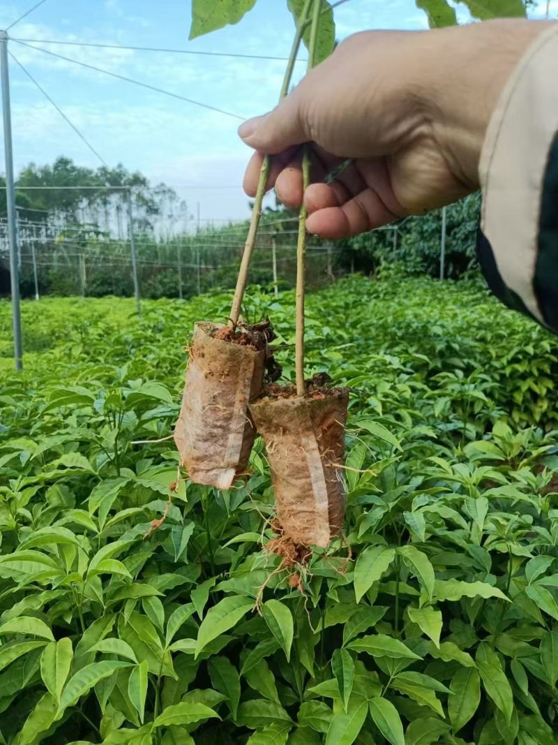 广西三叉苦苗基地直发量大从优可视频看货提供技术指导