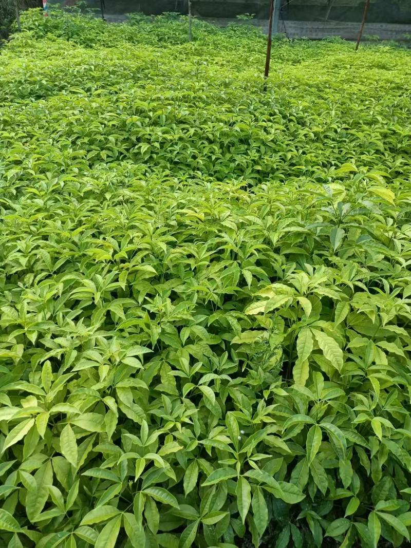 广西三叉苦苗基地直发量大从优可视频看货提供技术指导