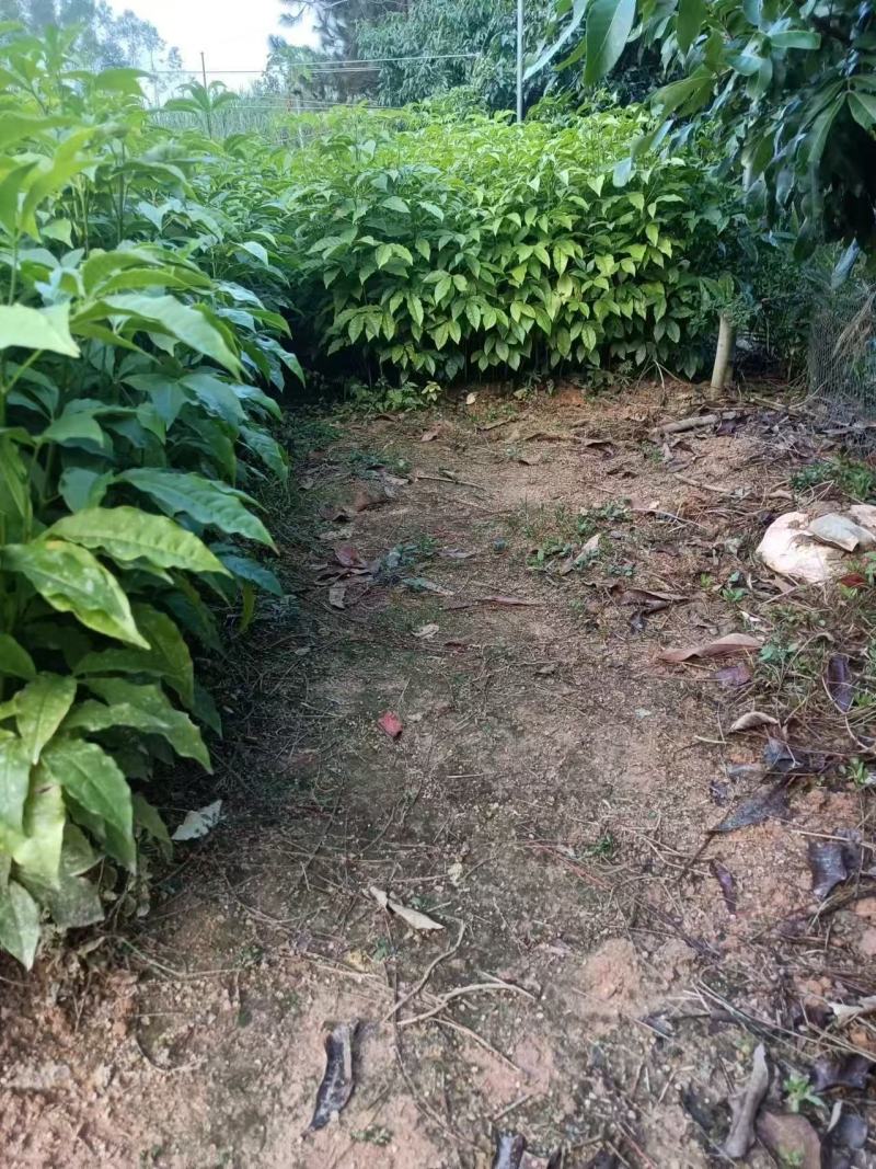 广西三叉苦苗基地直发量大从优可视频看货提供技术指导