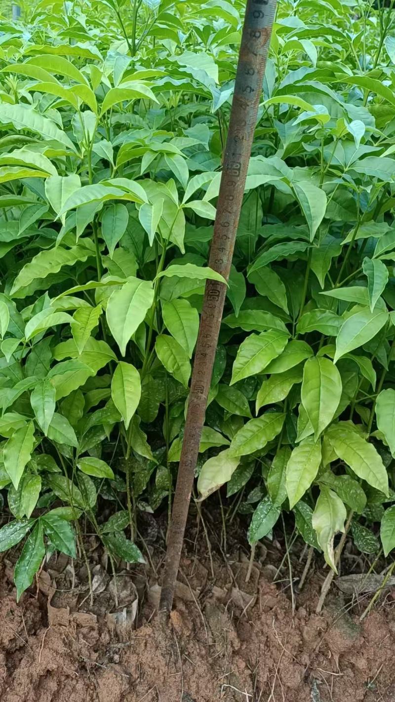 广西三叉苦苗基地直发量大从优可视频看货提供技术指导