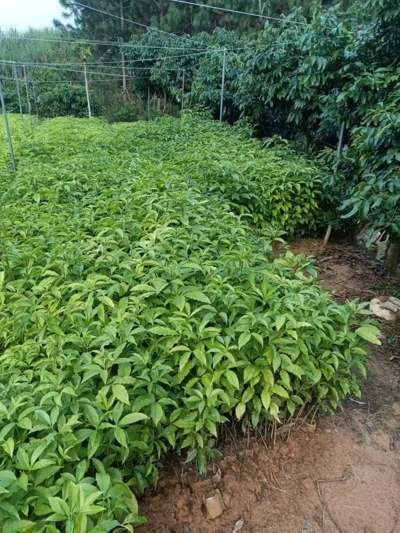 广西三叉苦苗基地直发量大从优可视频看货提供技术指导