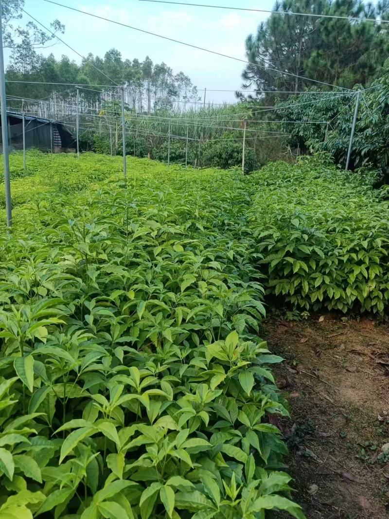 广西三叉苦苗基地直发量大从优可视频看货提供技术指导