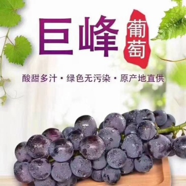 高山巨峰富锌晚熟葡萄大串巨甜