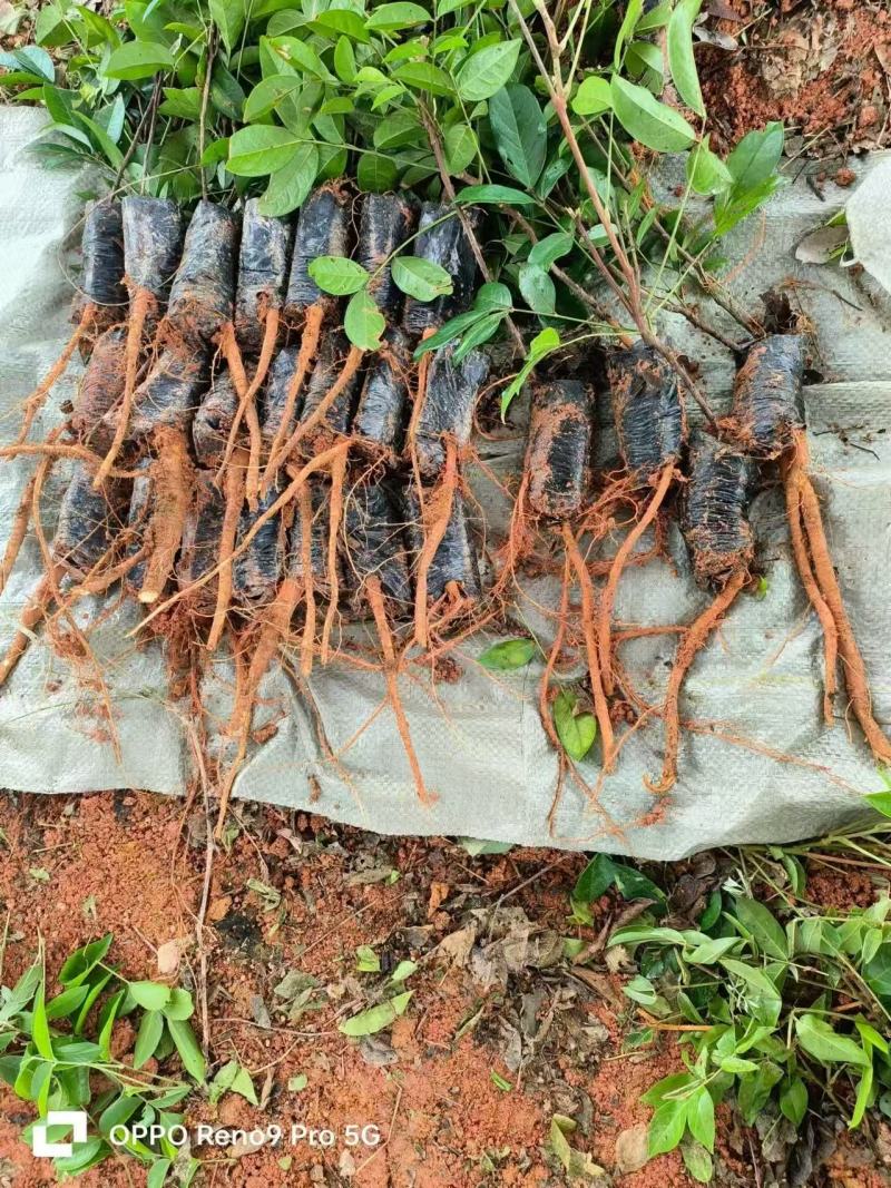 广西改良品种中叶牛大力种苗基地直发可视频看货提供技术指导