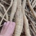 广西改良品种中叶牛大力种苗基地直发可视频看货提供技术指导