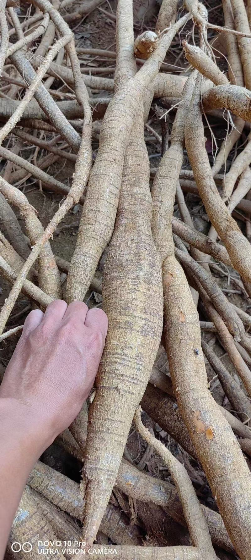 广西改良品种中叶牛大力种苗基地直发可视频看货提供技术指导