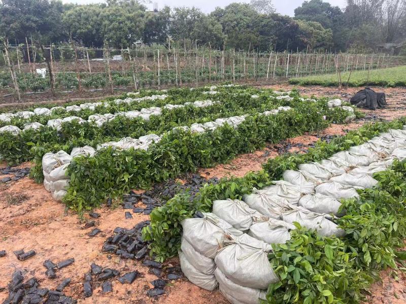 广西改良品种中叶牛大力种苗基地直发可视频看货提供技术指导