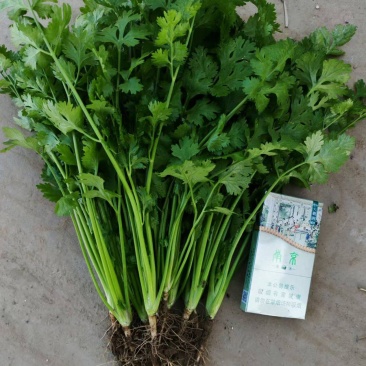 河北铁杆香菜新鲜上市价格美丽质量好走货快欢迎询价热卖