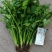河北铁杆香菜新鲜上市价格美丽质量好走货快欢迎询价热卖