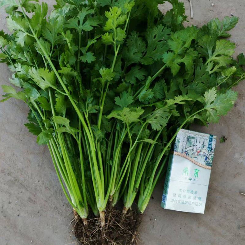河北铁杆香菜新鲜上市价格美丽质量好走货快欢迎询价热卖