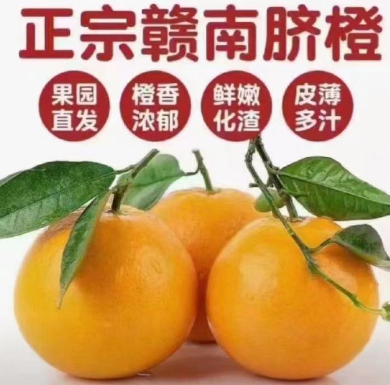 赣南脐橙于都核心果园直供