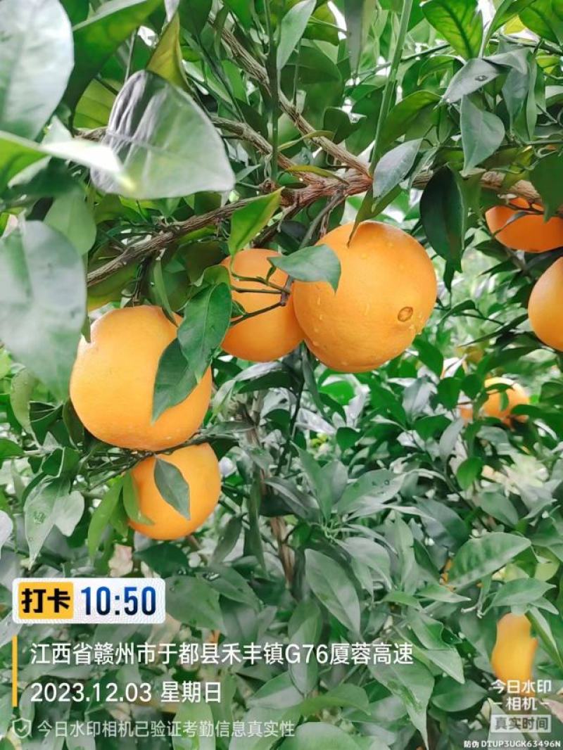 赣南脐橙于都核心果园直供