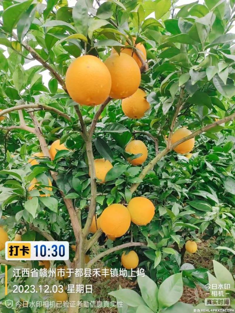 赣南脐橙于都核心果园直供