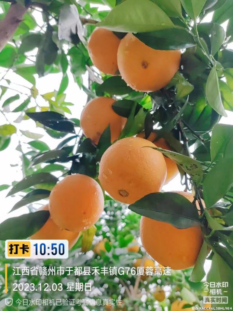 赣南脐橙于都核心果园直供