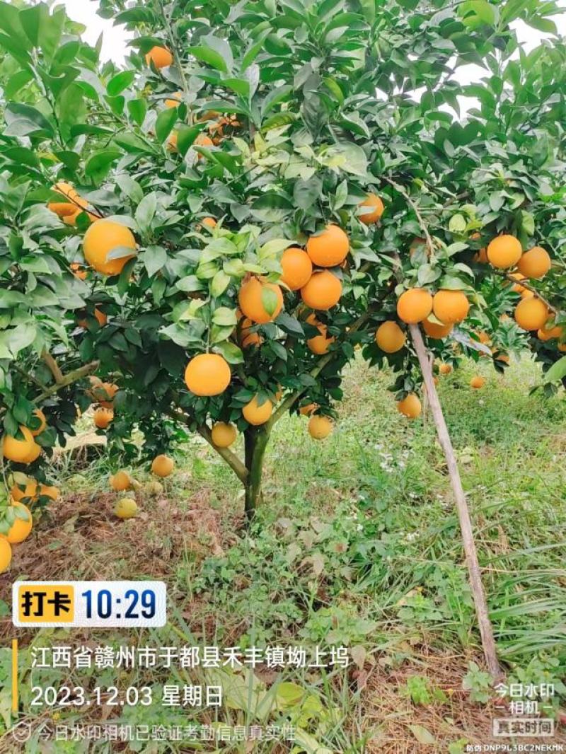 赣南脐橙于都核心果园直供