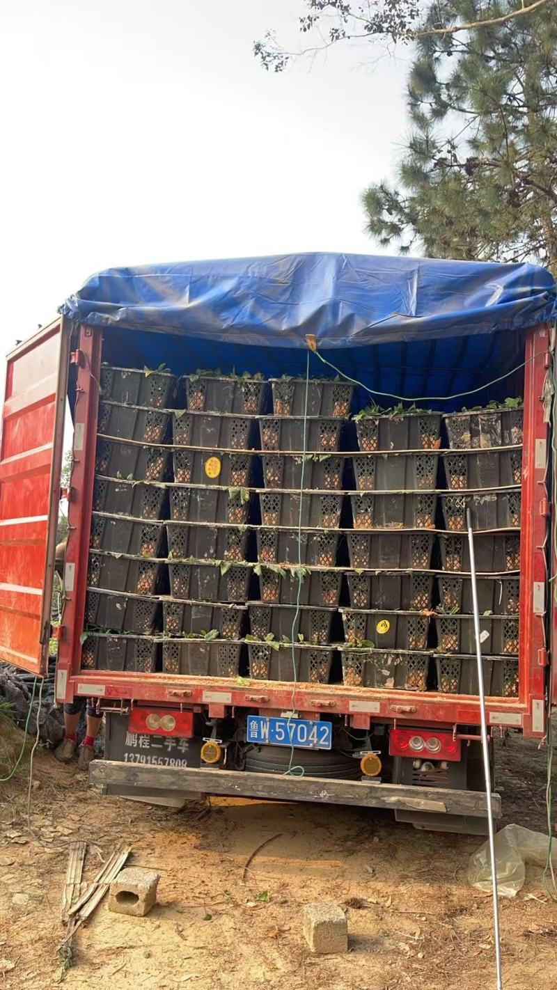广西五指毛桃苗，苗圃直发一手货源，视频看货，欢迎老板来电