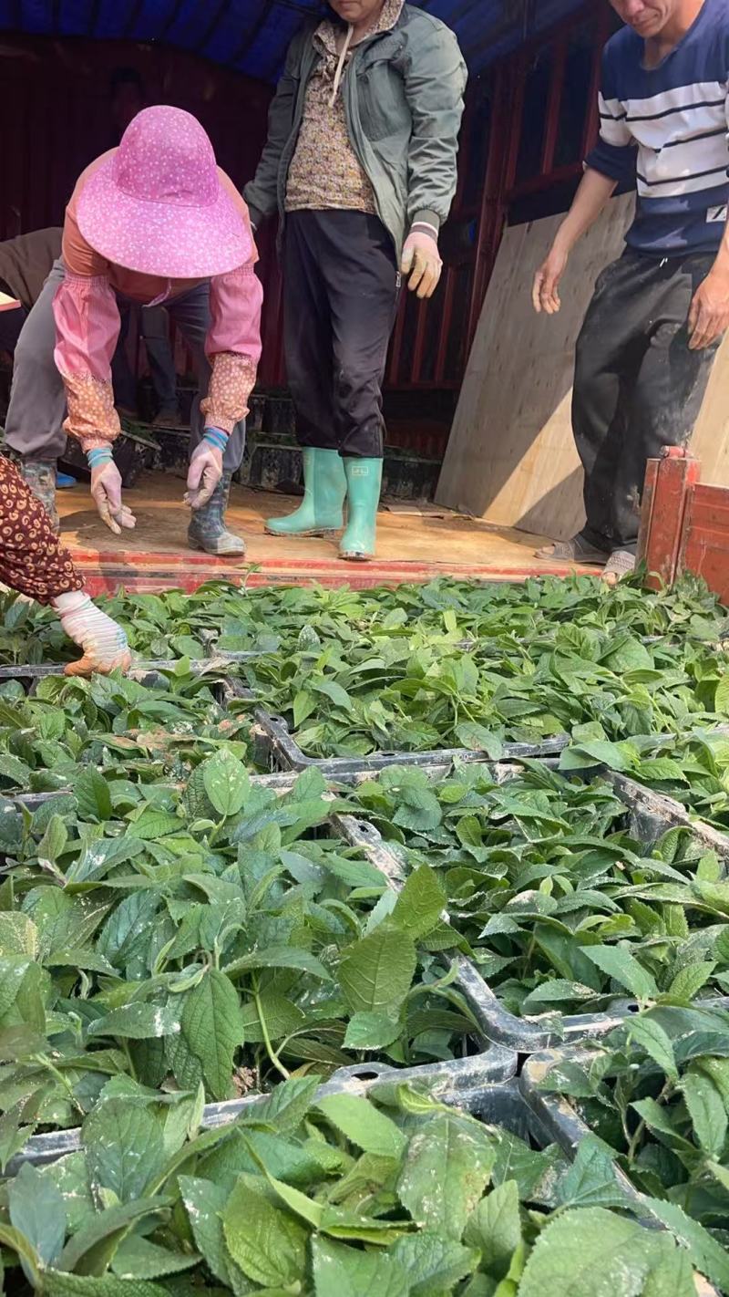 广西五指毛桃苗，苗圃直发一手货源，视频看货，欢迎老板来电