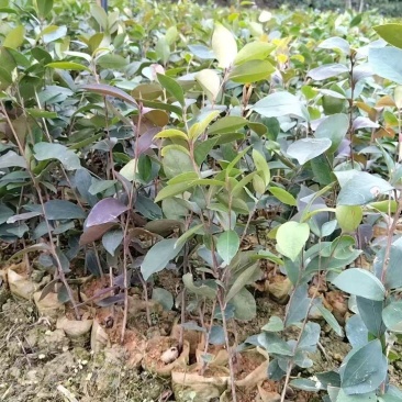 广西油茶苗，苗圃直发一手货源视频看货，欢迎老板来电咨询