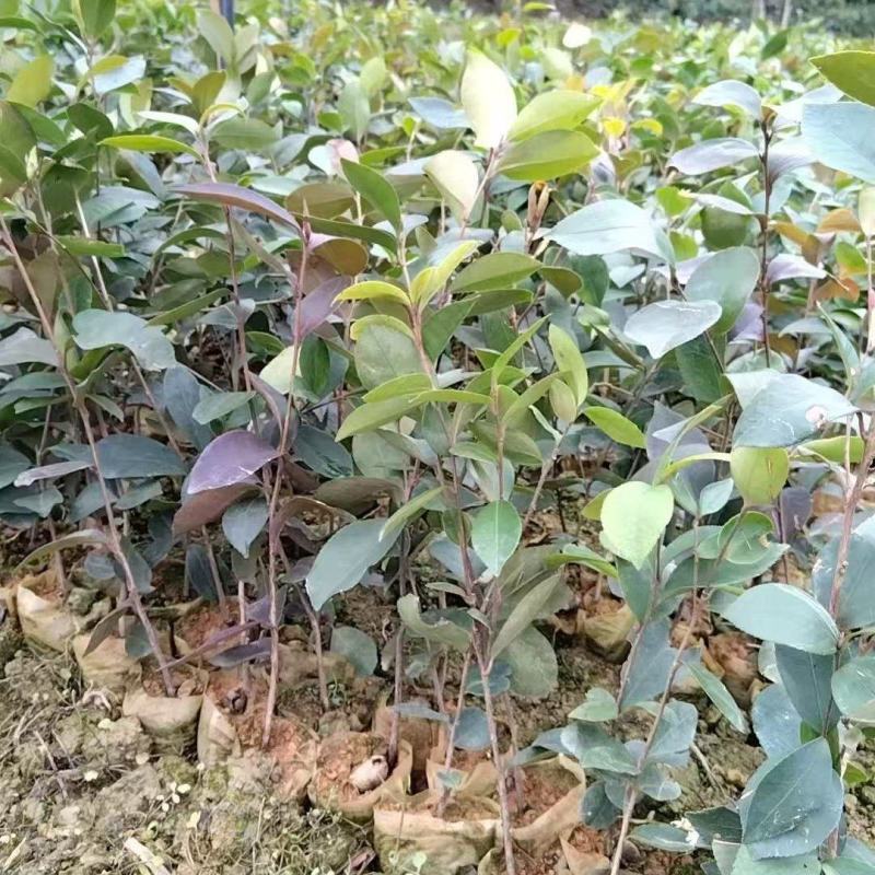广西油茶苗，苗圃直发一手货源视频看货，欢迎老板来电咨询