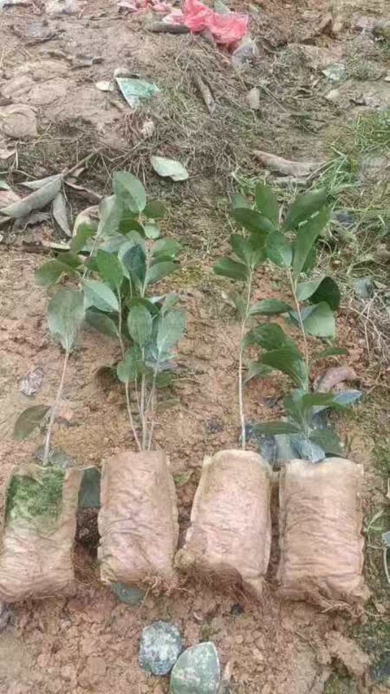广西油茶苗，苗圃直发一手货源视频看货，欢迎老板来电咨询