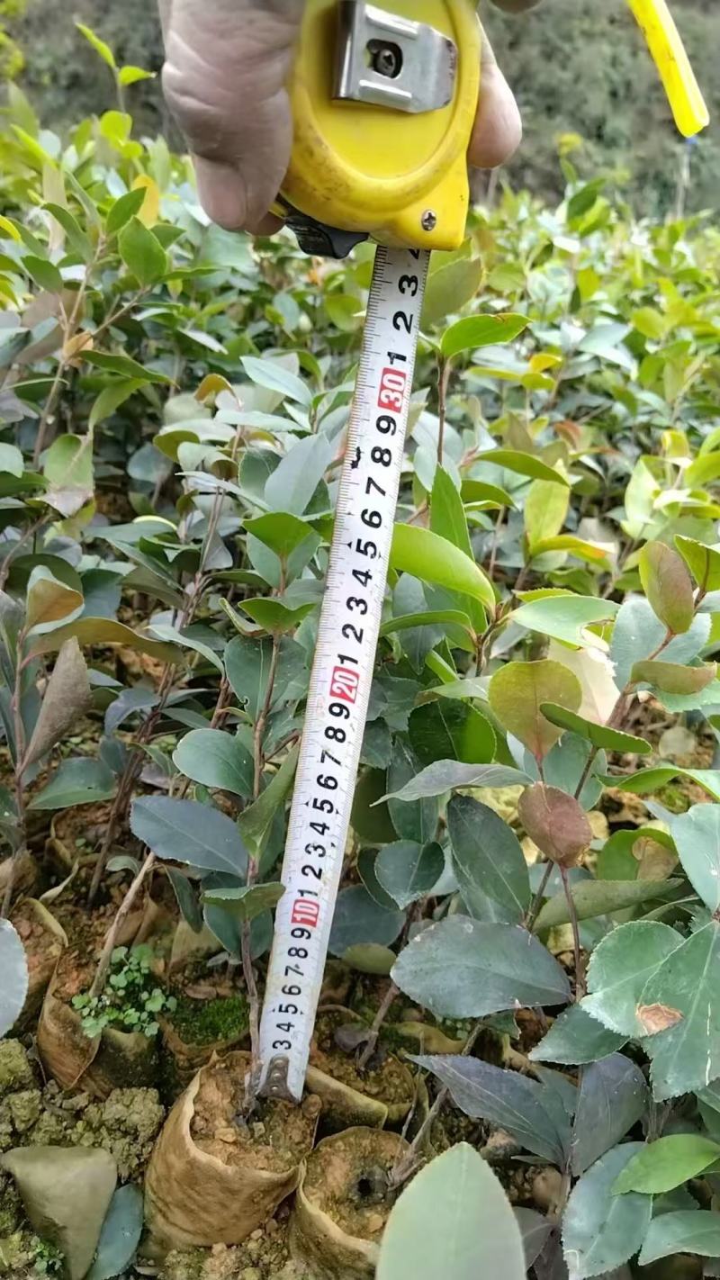 广西油茶苗，苗圃直发一手货源视频看货，欢迎老板来电咨询