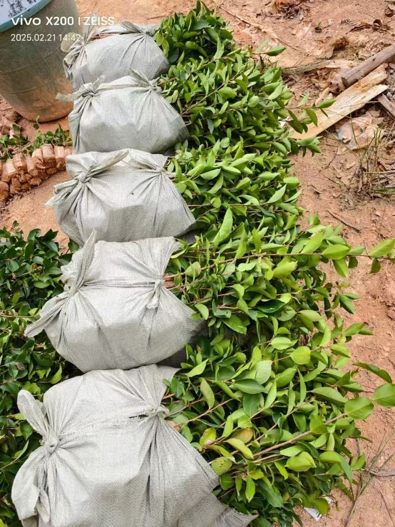 广西油茶苗，苗圃直发一手货源视频看货，欢迎老板来电咨询
