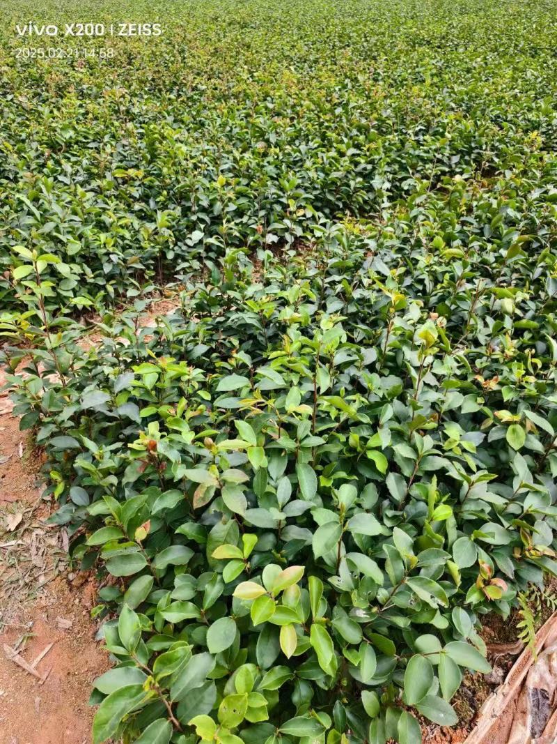 广西油茶苗，苗圃直发一手货源视频看货，欢迎老板来电咨询