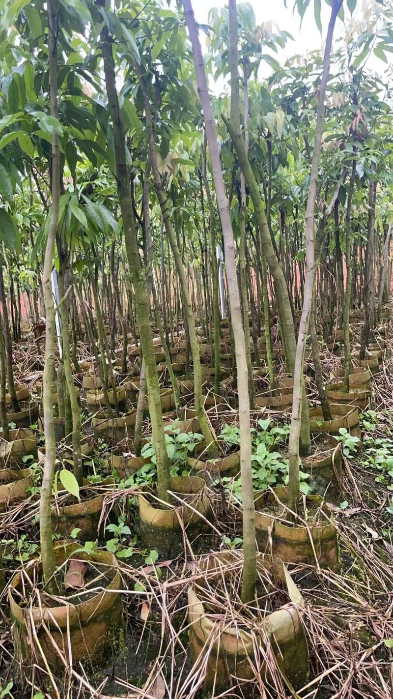 广西荔枝直生绿化树，苗圃直发一手货源视频看货，欢迎来电