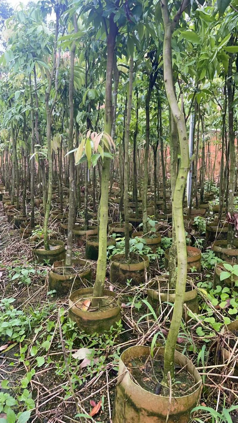 广西荔枝直生绿化树，苗圃直发一手货源视频看货，欢迎来电