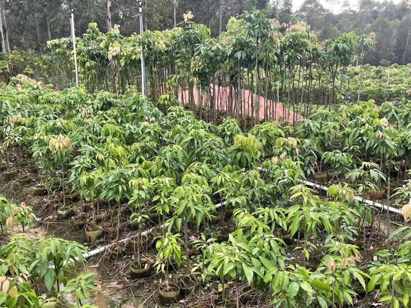 广西荔枝直生绿化树，苗圃直发一手货源视频看货，欢迎来电