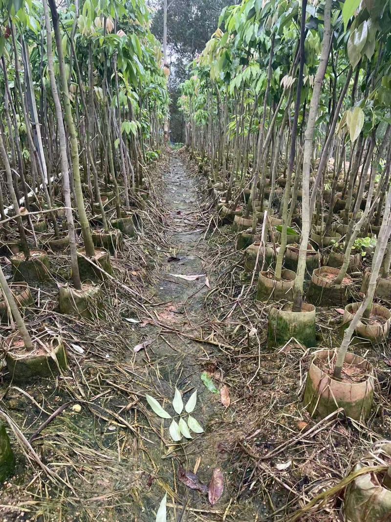 广西荔枝直生绿化树，苗圃直发一手货源视频看货，欢迎来电