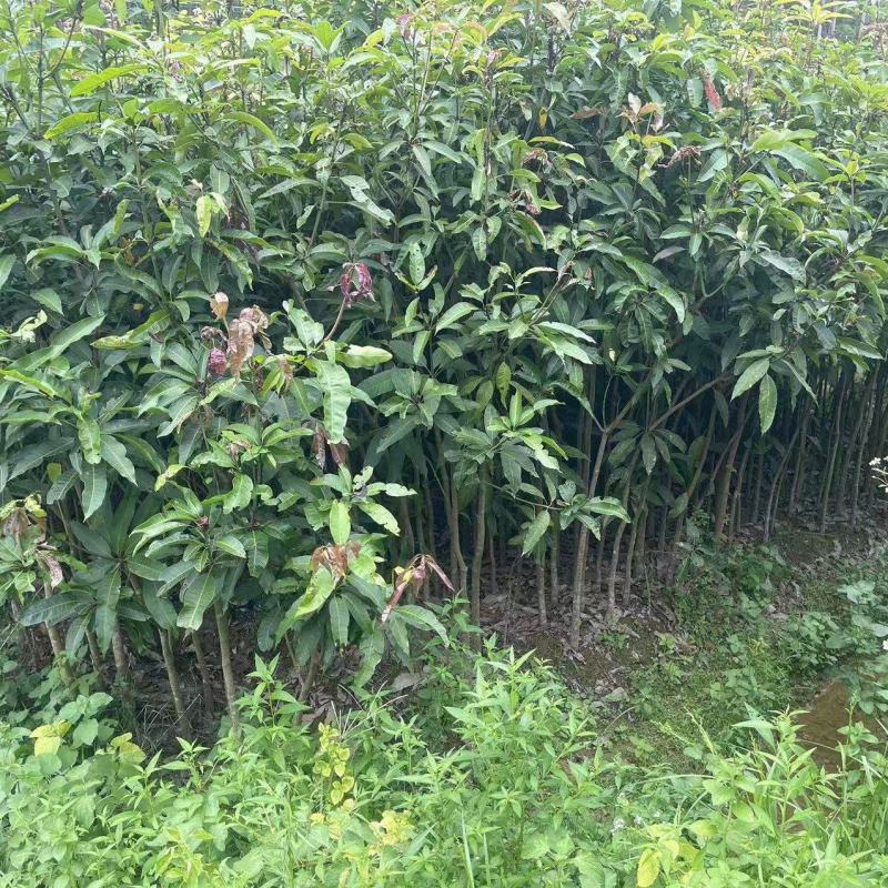 广西芒果绿化树苗，苗圃直发一手货源视频看货，欢迎来电