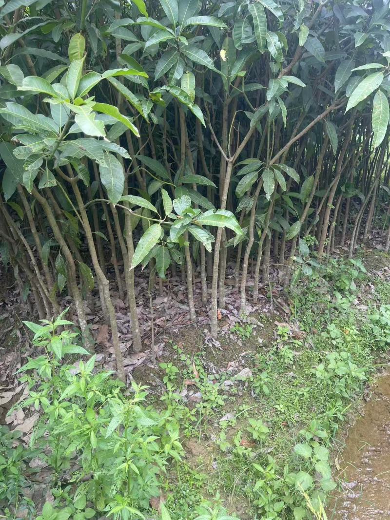 广西芒果绿化树苗，苗圃直发一手货源视频看货，欢迎来电
