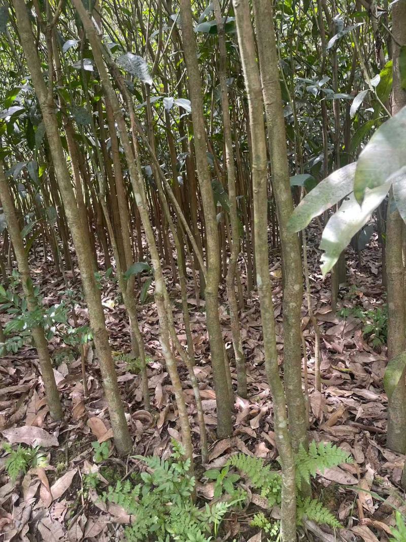 广西芒果绿化树苗，苗圃直发一手货源视频看货，欢迎来电