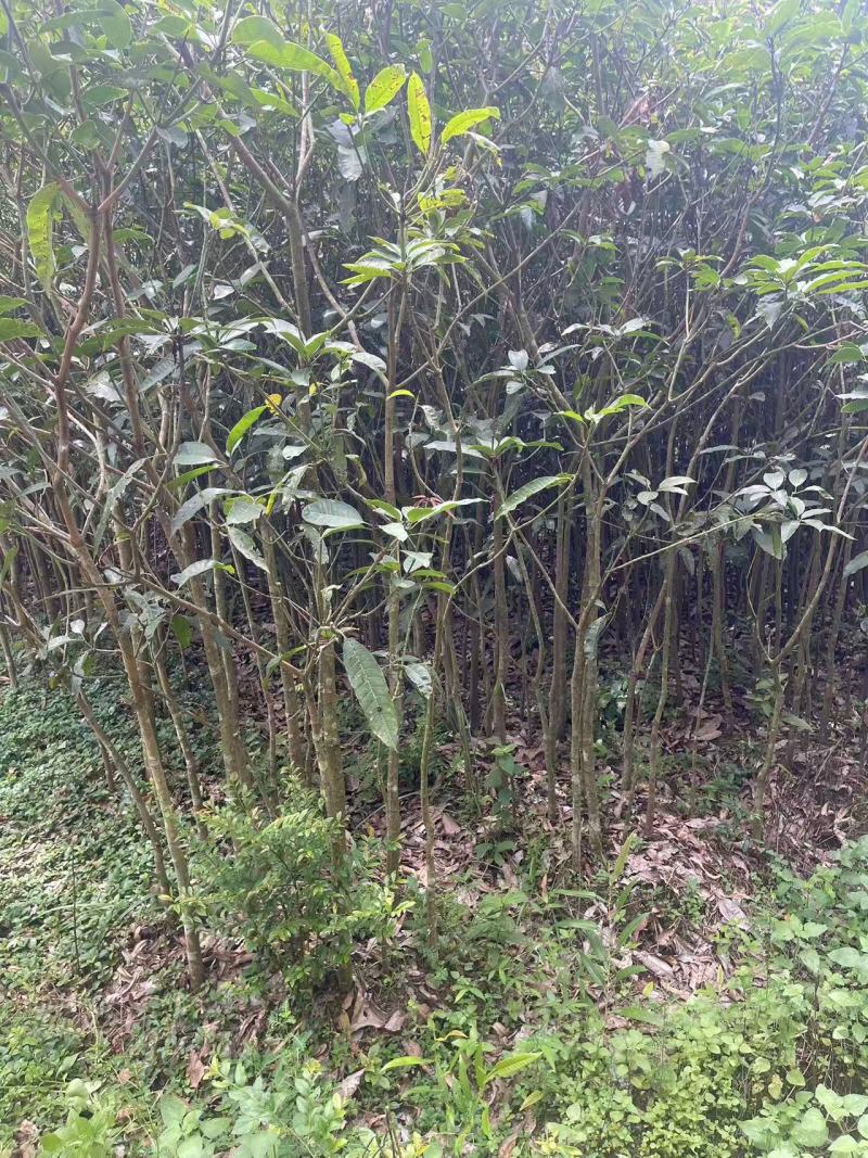 广西芒果绿化树苗，苗圃直发一手货源视频看货，欢迎来电