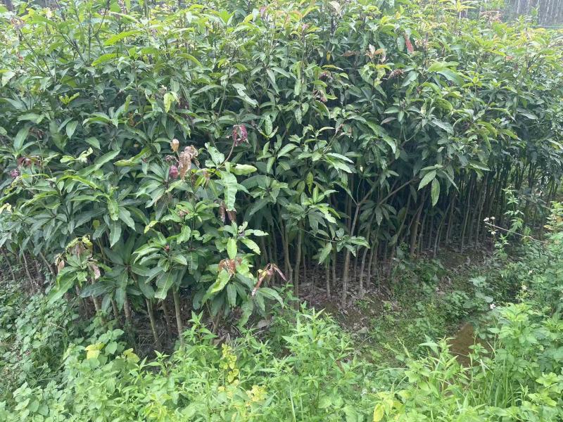 广西芒果绿化树苗，苗圃直发一手货源视频看货，欢迎来电