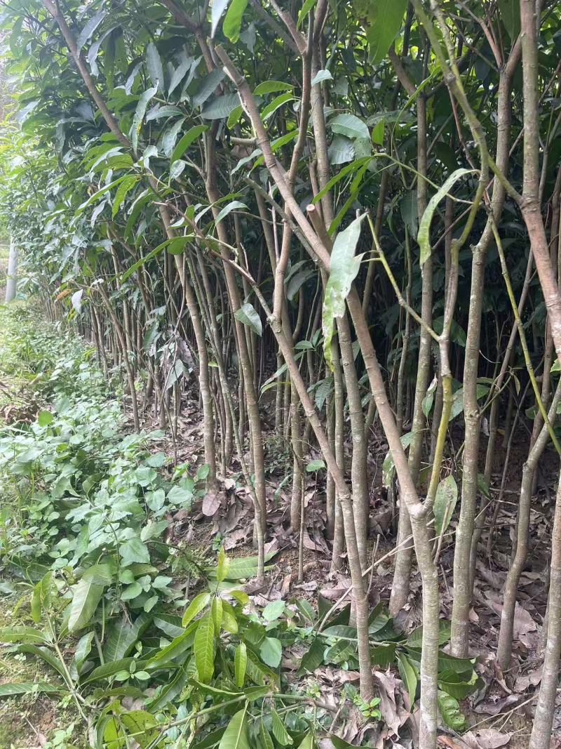 广西芒果绿化树苗，苗圃直发一手货源视频看货，欢迎来电
