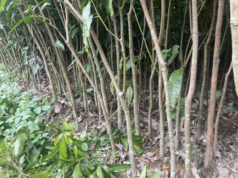 广西芒果绿化树苗，苗圃直发一手货源视频看货，欢迎来电