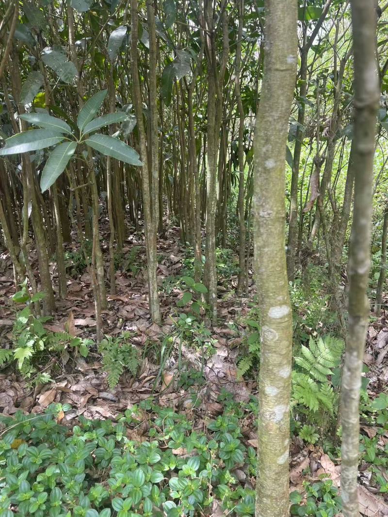 广西芒果绿化树苗，苗圃直发一手货源视频看货，欢迎来电
