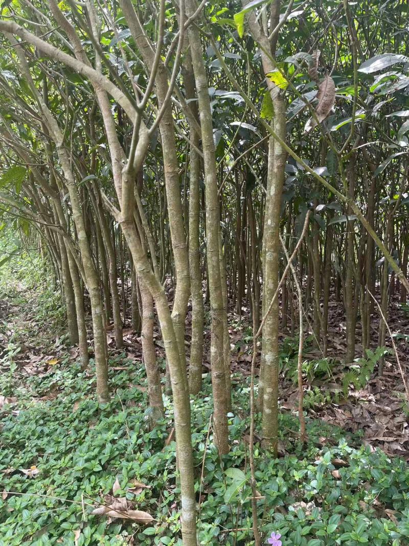 广西芒果绿化树苗，苗圃直发一手货源视频看货，欢迎来电