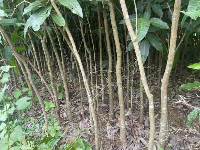 广西芒果绿化树苗，苗圃直发一手货源视频看货，欢迎来电