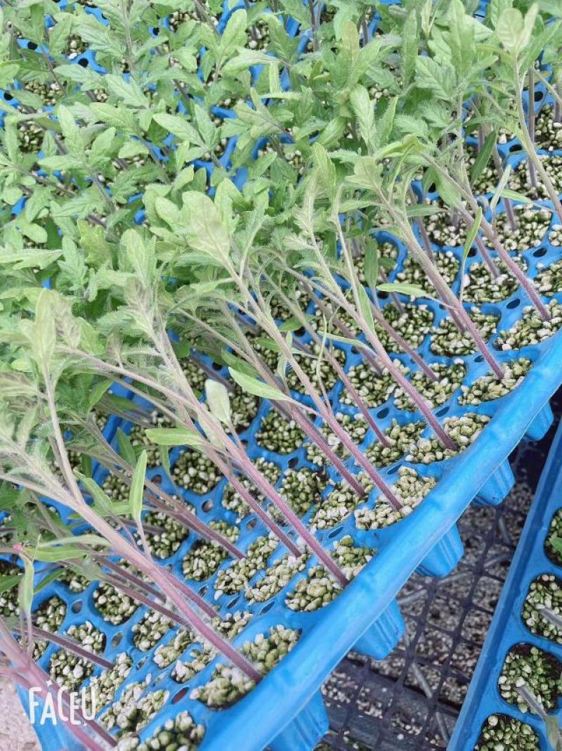 京采8号草莓番茄苗，小草莓番茄苗，草莓西红柿苗