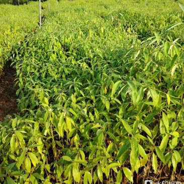 广西木姜子苗，苗圃直发一手货源视频看货，欢迎下单