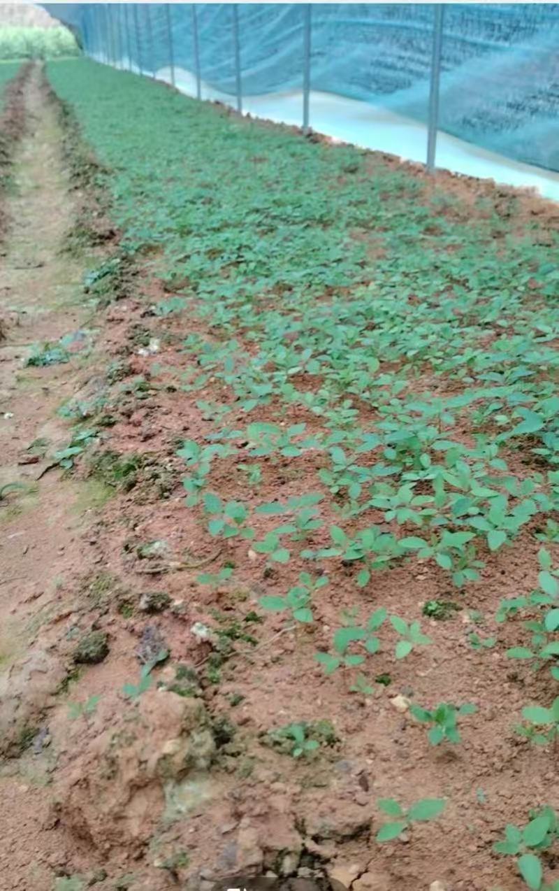 广西木姜子苗，苗圃直发一手货源视频看货，欢迎下单