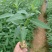 广西木姜子苗，苗圃直发一手货源视频看货，欢迎下单