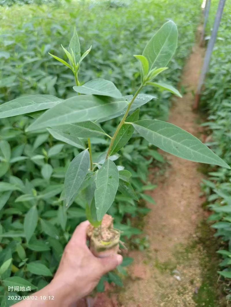 广西木姜子苗，苗圃直发一手货源视频看货，欢迎下单