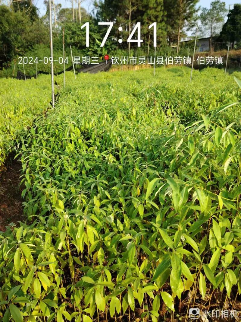 广西木姜子苗，苗圃直发一手货源视频看货，欢迎下单