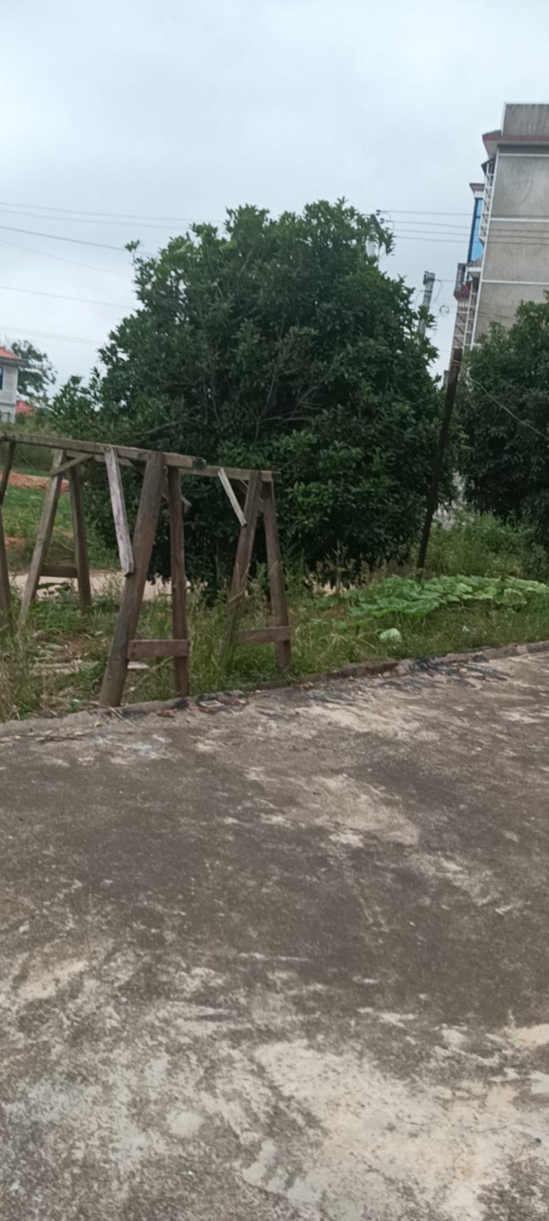 出售八月桂